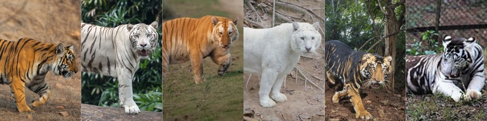 There Are 6 Different Colour Variations Of Tigers