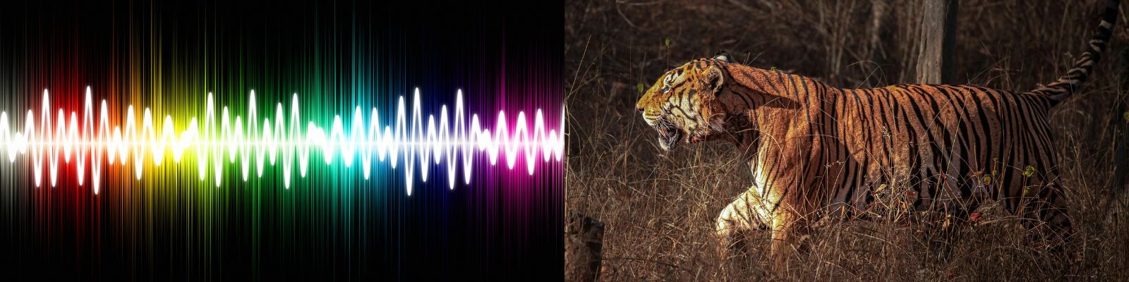 Tigers Have A Paralytic Roar