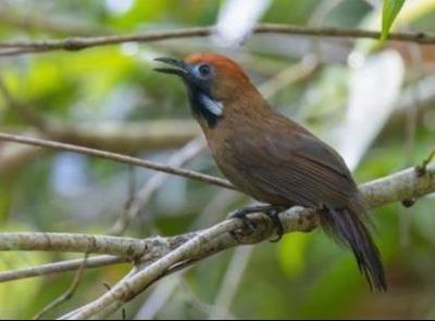 Fluffy Backed Tit-Babbler