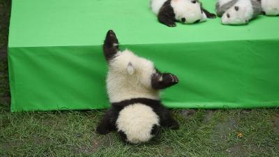 Baby Panda Clumsy