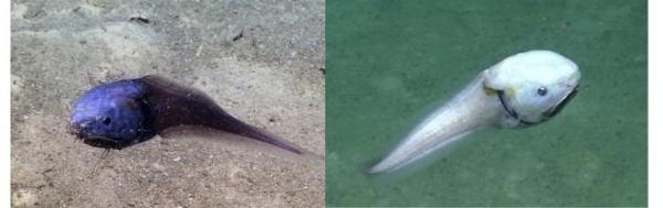 Bony Eared Assfish