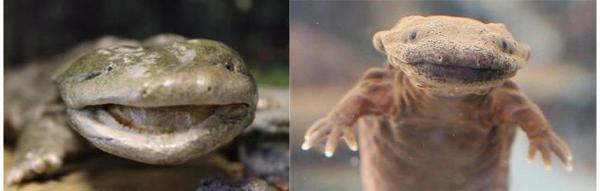 Hellbender Salamander