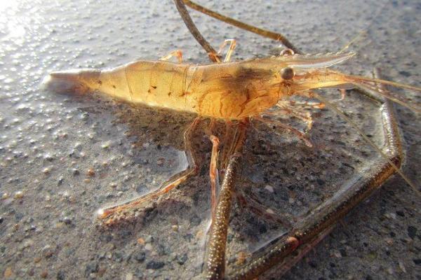 New Holland Prawn
