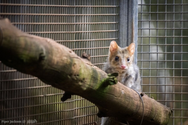 Eastern Quoll at Aussie Ark by Piper Jackson