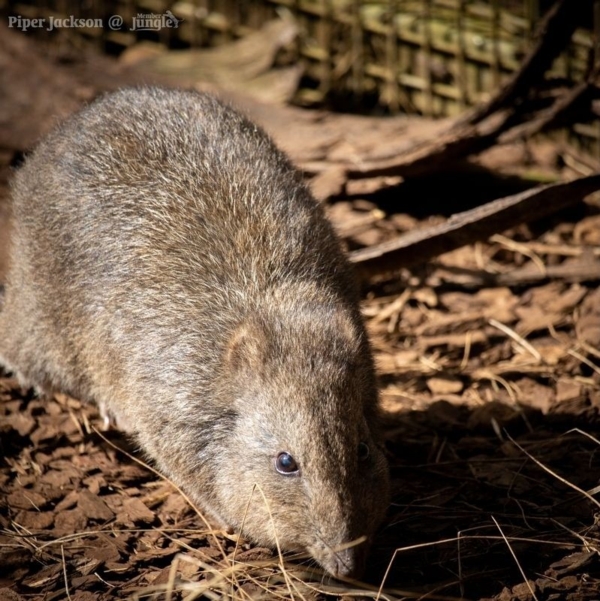 Long Nose Potoroo at Aussie Ark by Piper Jackson