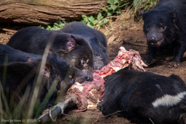 Tasmanian Devils eating at Aussie Ark by Piper Jackson