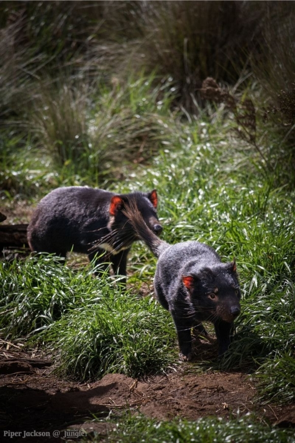 Two young Tasmanian Devils at Aussie Ark by Piper Jackson