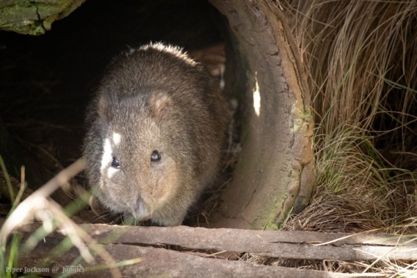 Long Nose Potoroo hiding at Aussie Ark by Piper Jackson